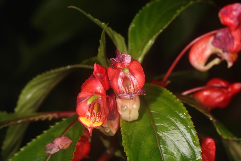 Impatiens bicaudata photo 5