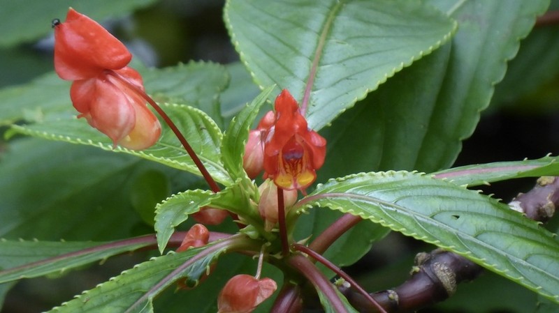 Impatiens bicaudata photo 6