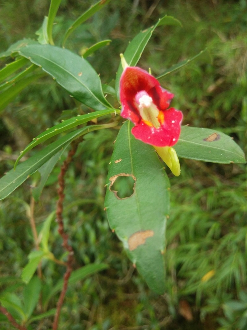 Impatiens bicaudata photo 7