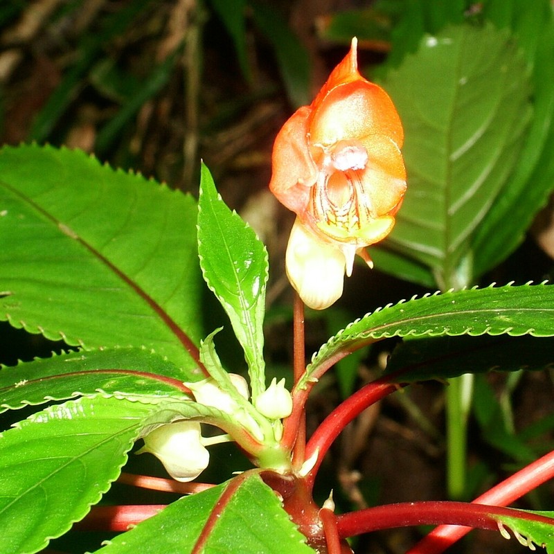 Impatiens bicaudata photo 8