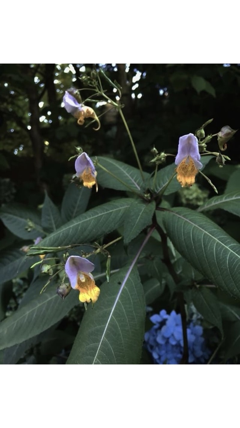 Impatiens bicolor photo 2