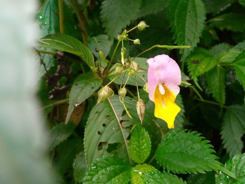 Impatiens bicolor photo 3