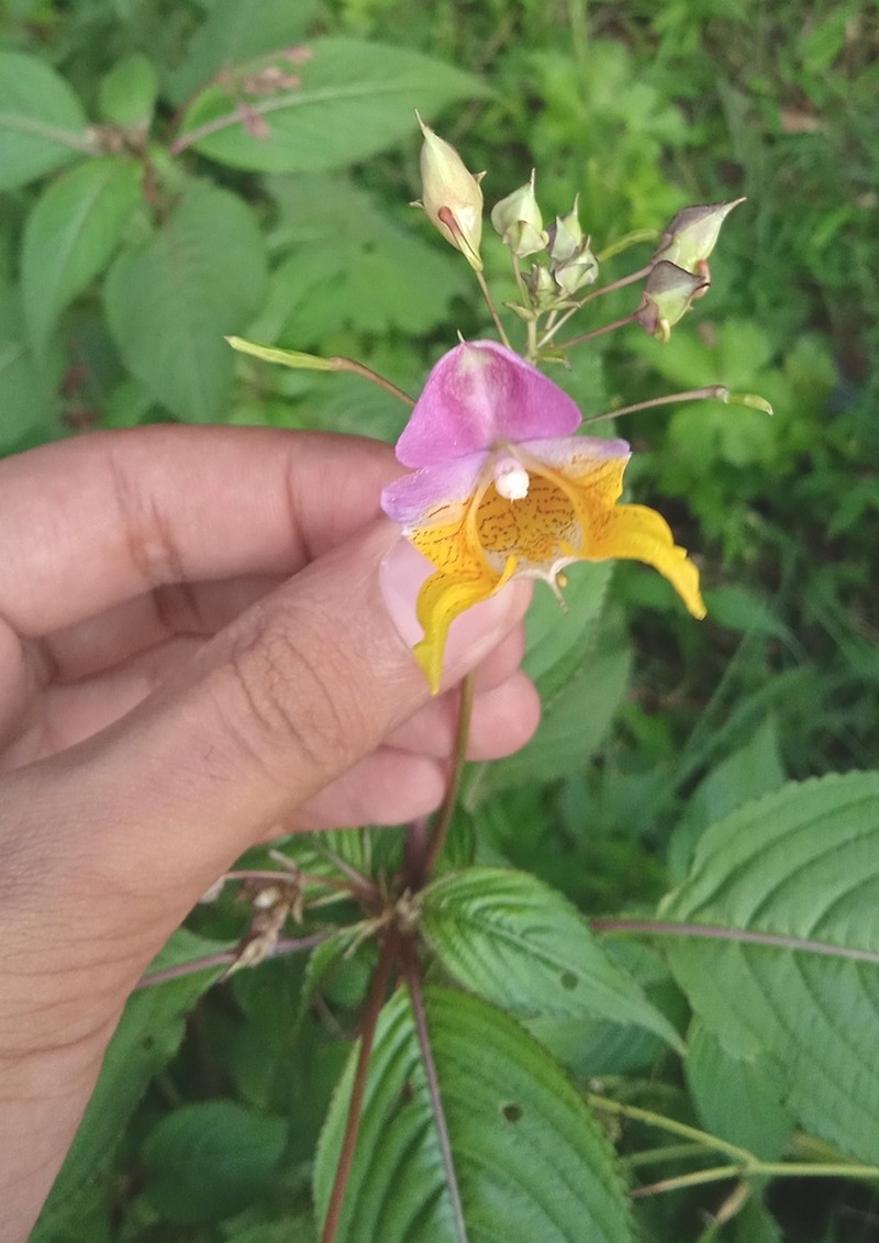 Impatiens bicolor photo 4