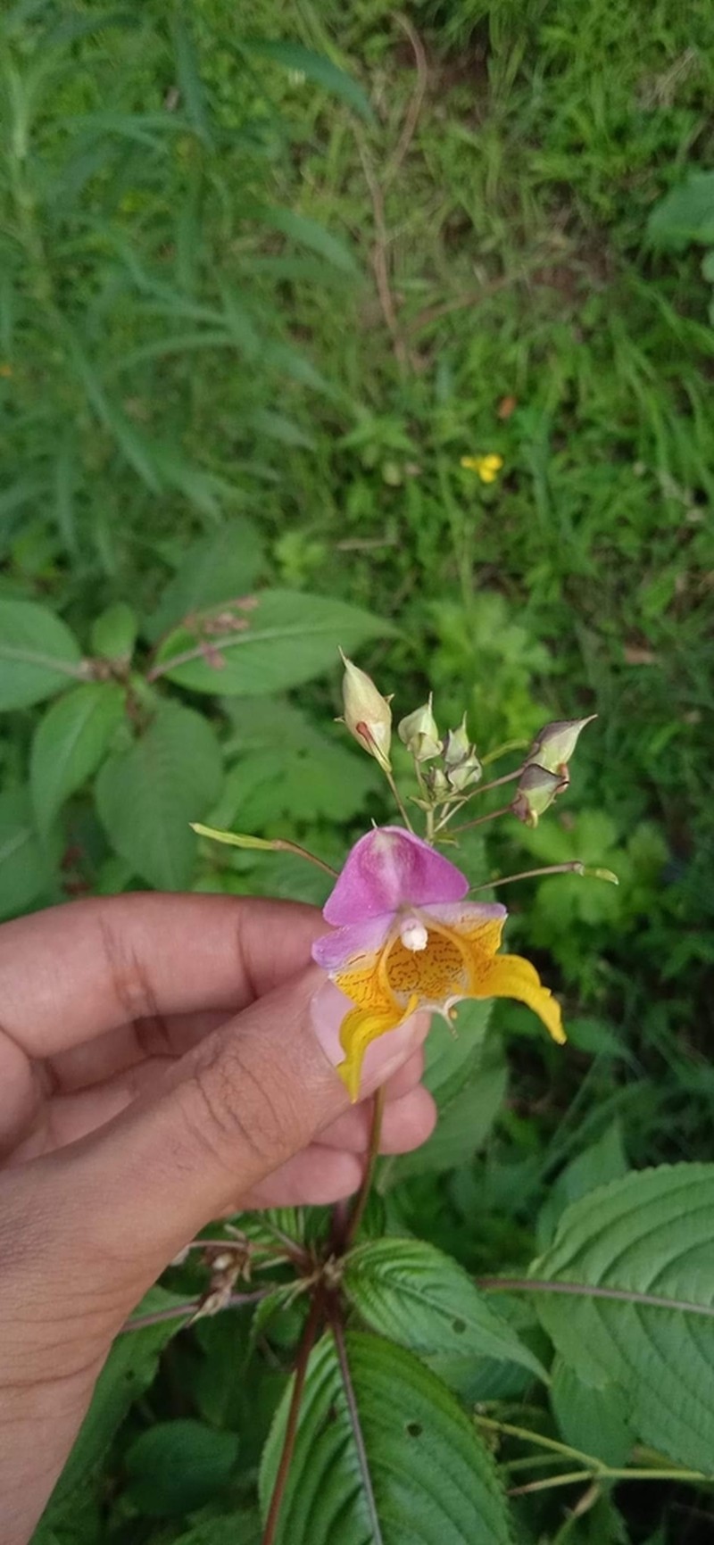 Impatiens bicolor photo 5