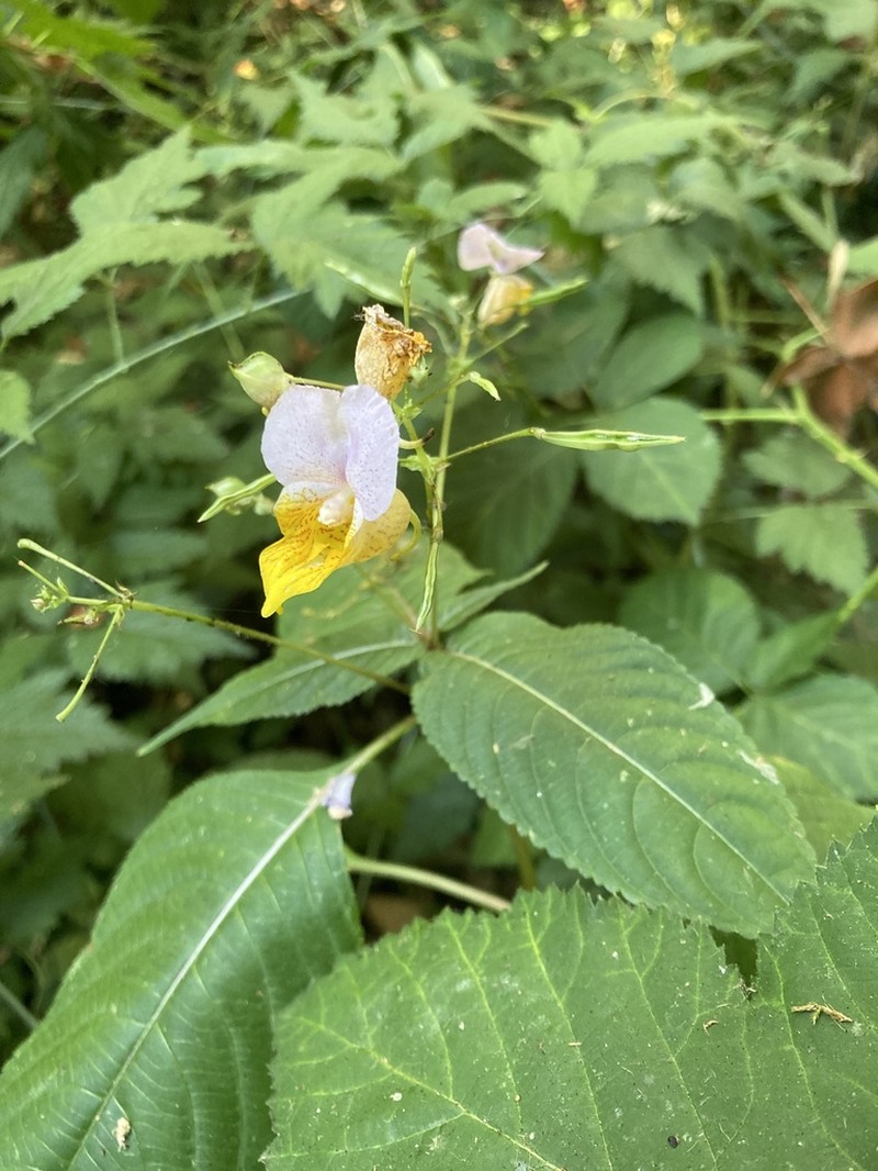 Impatiens bicolor photo 6