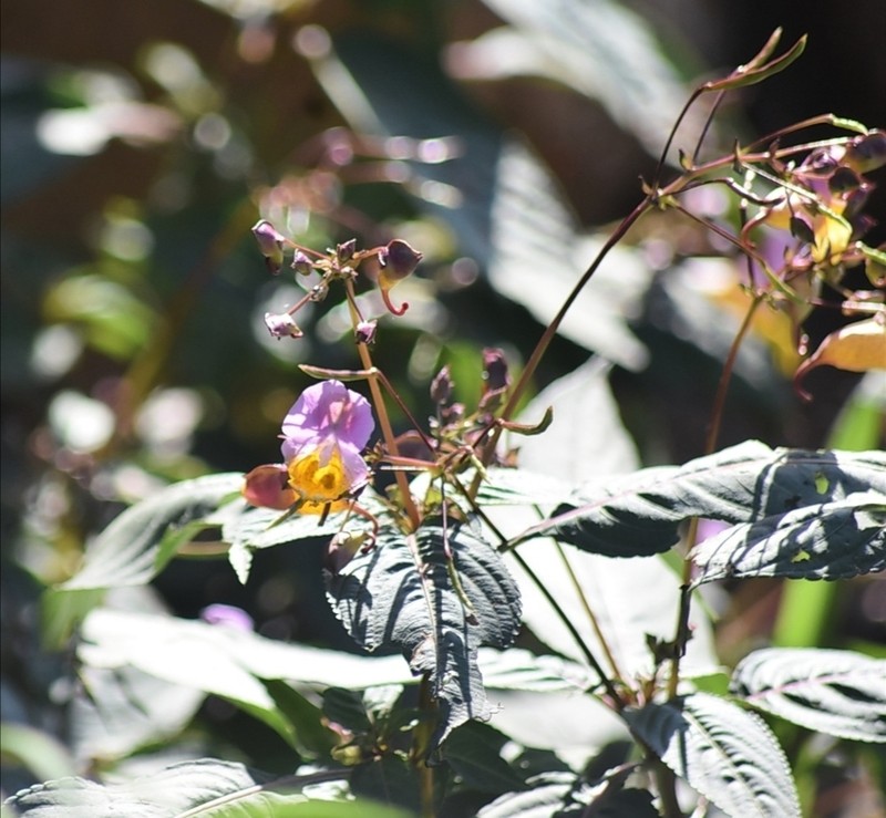 Impatiens bicolor photo 7