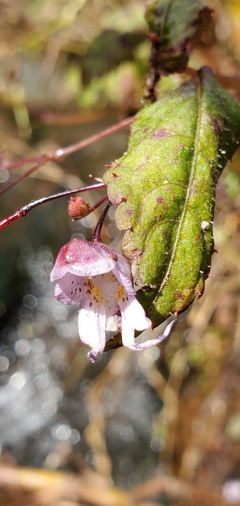 Impatiens bicornuta