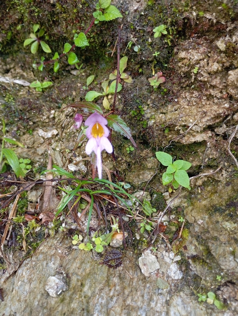 Impatiens bicornuta photo 2