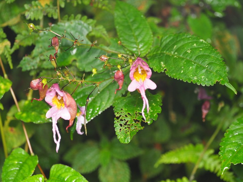 Impatiens bicornuta photo 3