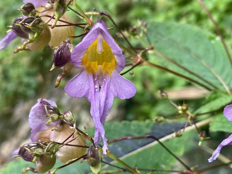 Impatiens bicornuta photo 4