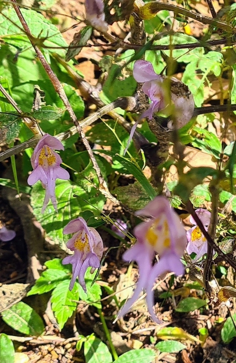Impatiens bicornuta photo 5