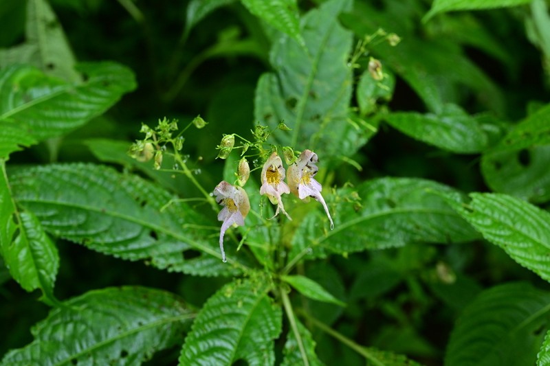 Impatiens bicornuta photo 6