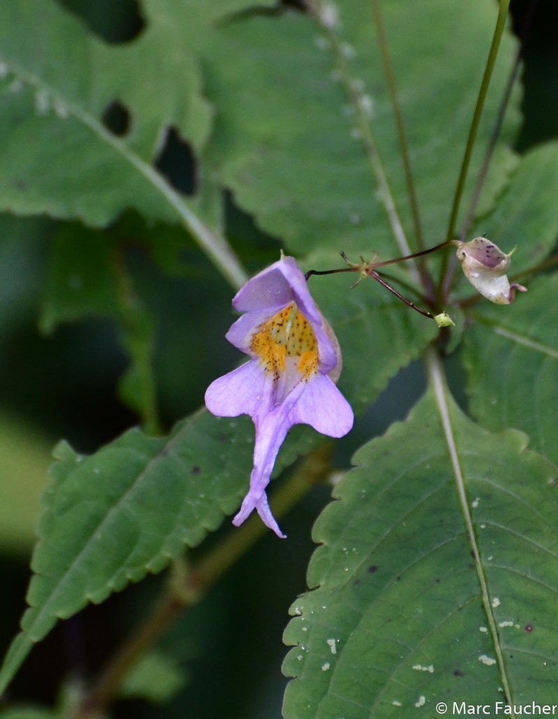 Impatiens bicornuta photo 7