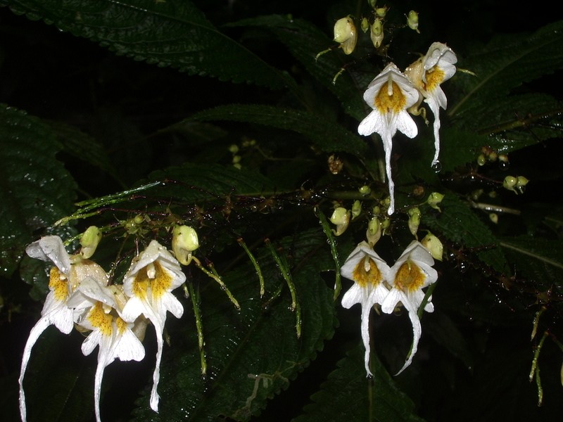 Impatiens bicornuta photo 8