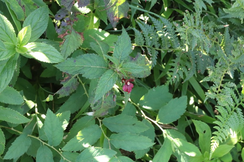 Impatiens bijieensis