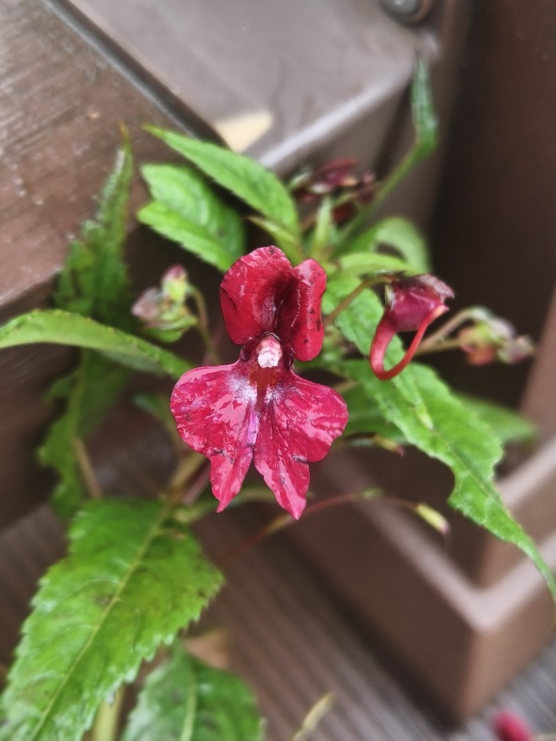 Impatiens bijieensis photo 2