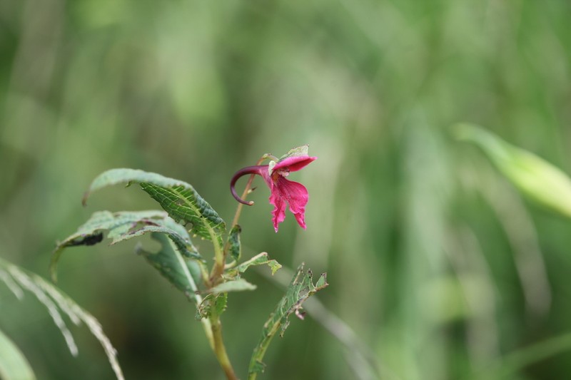 Impatiens bijieensis photo 3
