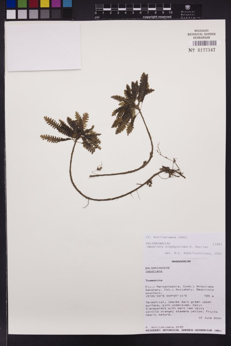 Impatiens biophytoides