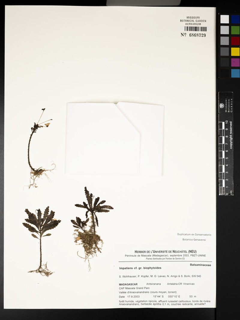 Impatiens biophytoides photo 2