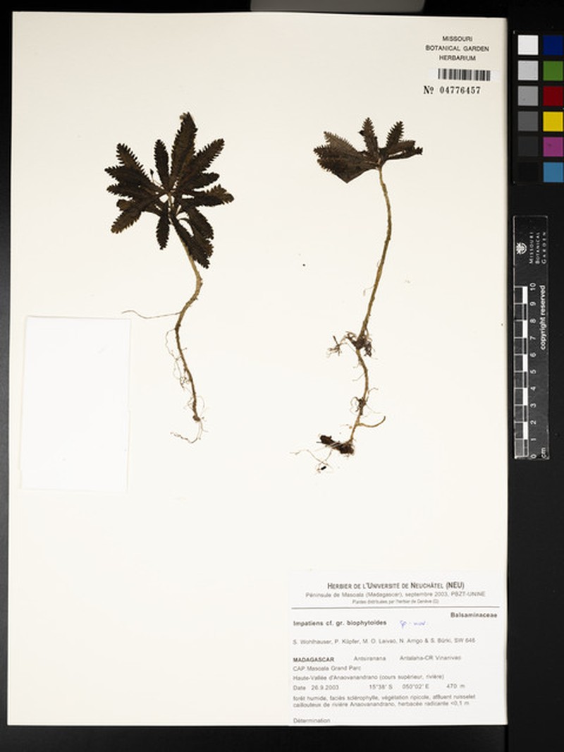 Impatiens biophytoides photo 3