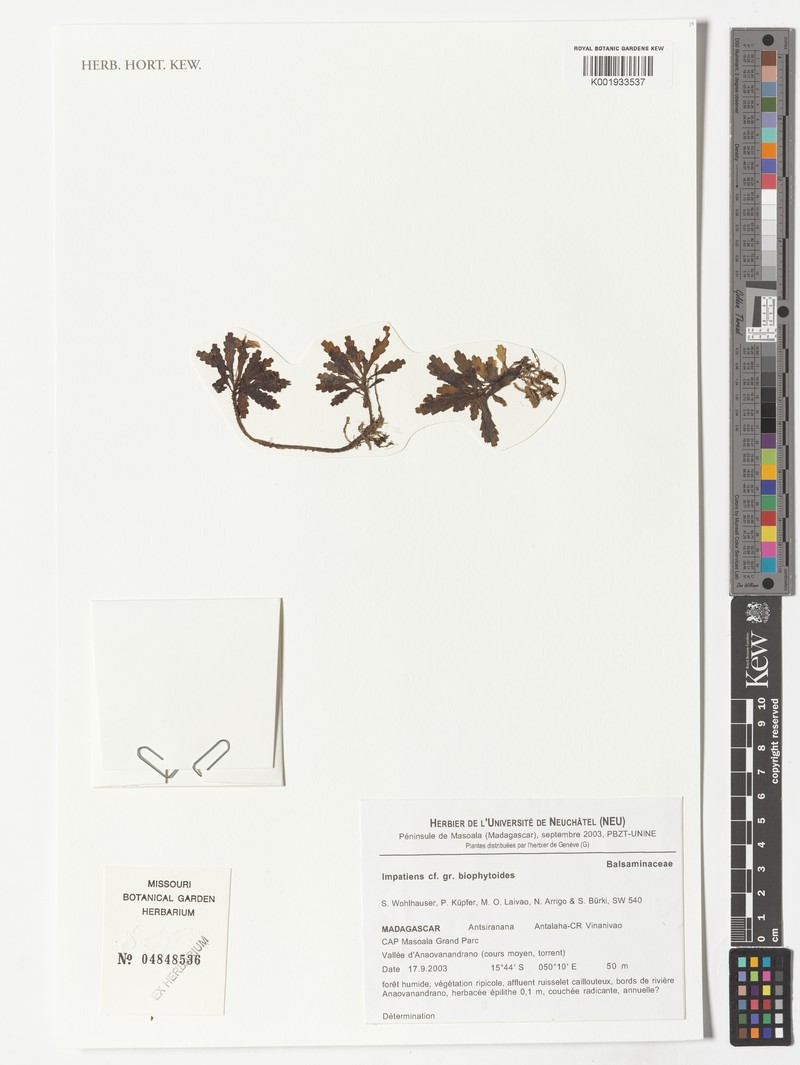 Impatiens biophytoides photo 4