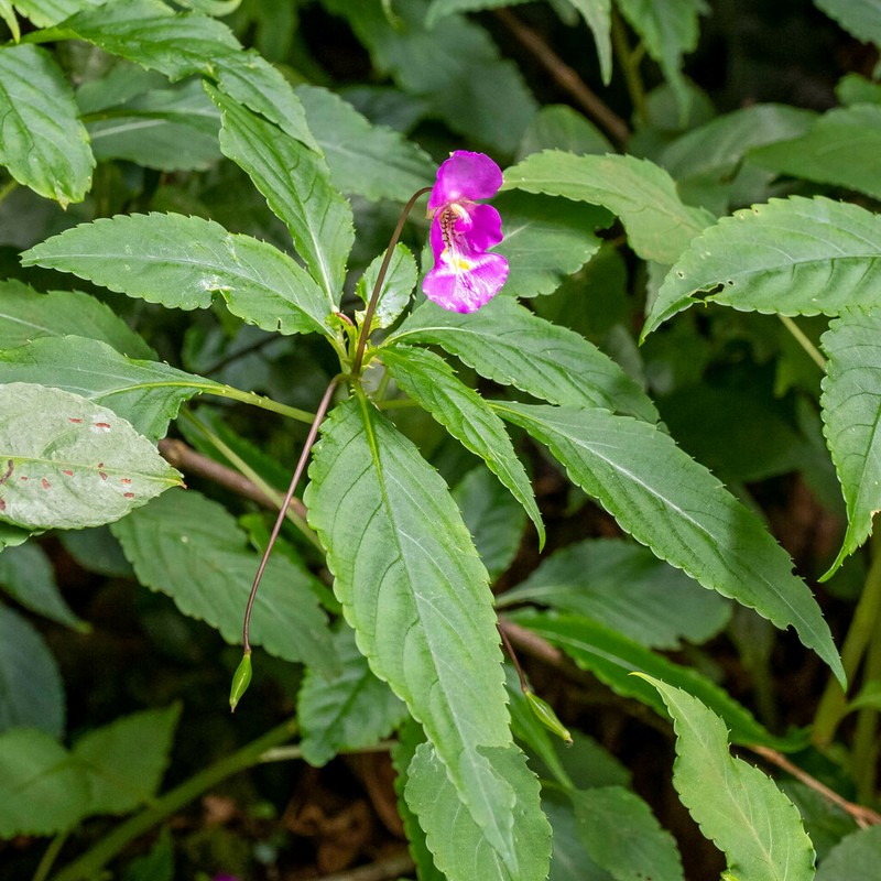 Impatiens bisaccata
