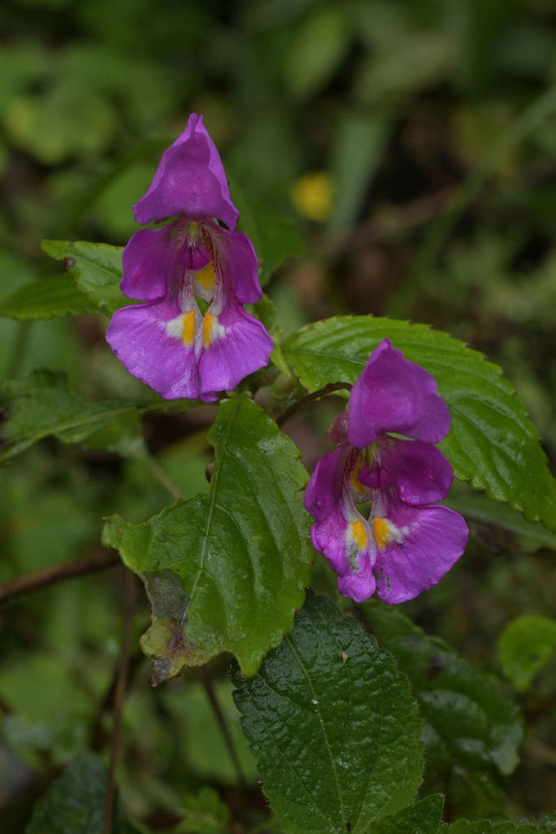 Impatiens bisaccata photo 2