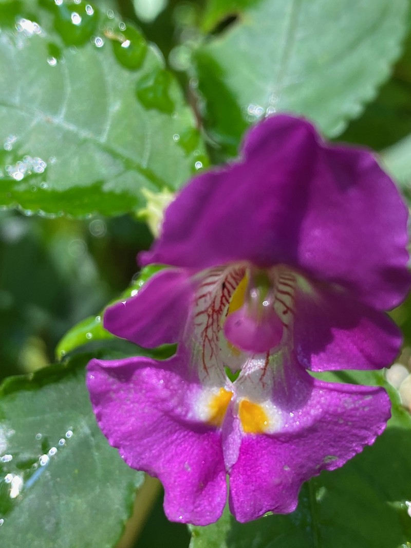 Impatiens bisaccata photo 3