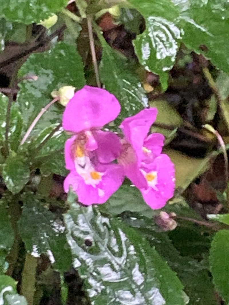 Impatiens bisaccata photo 4