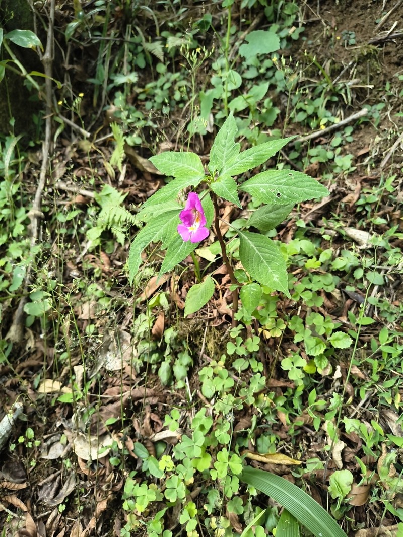Impatiens bisaccata photo 5