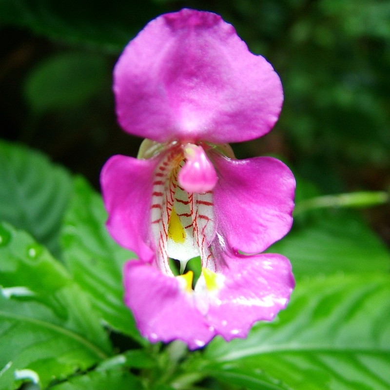 Impatiens bisaccata photo 6