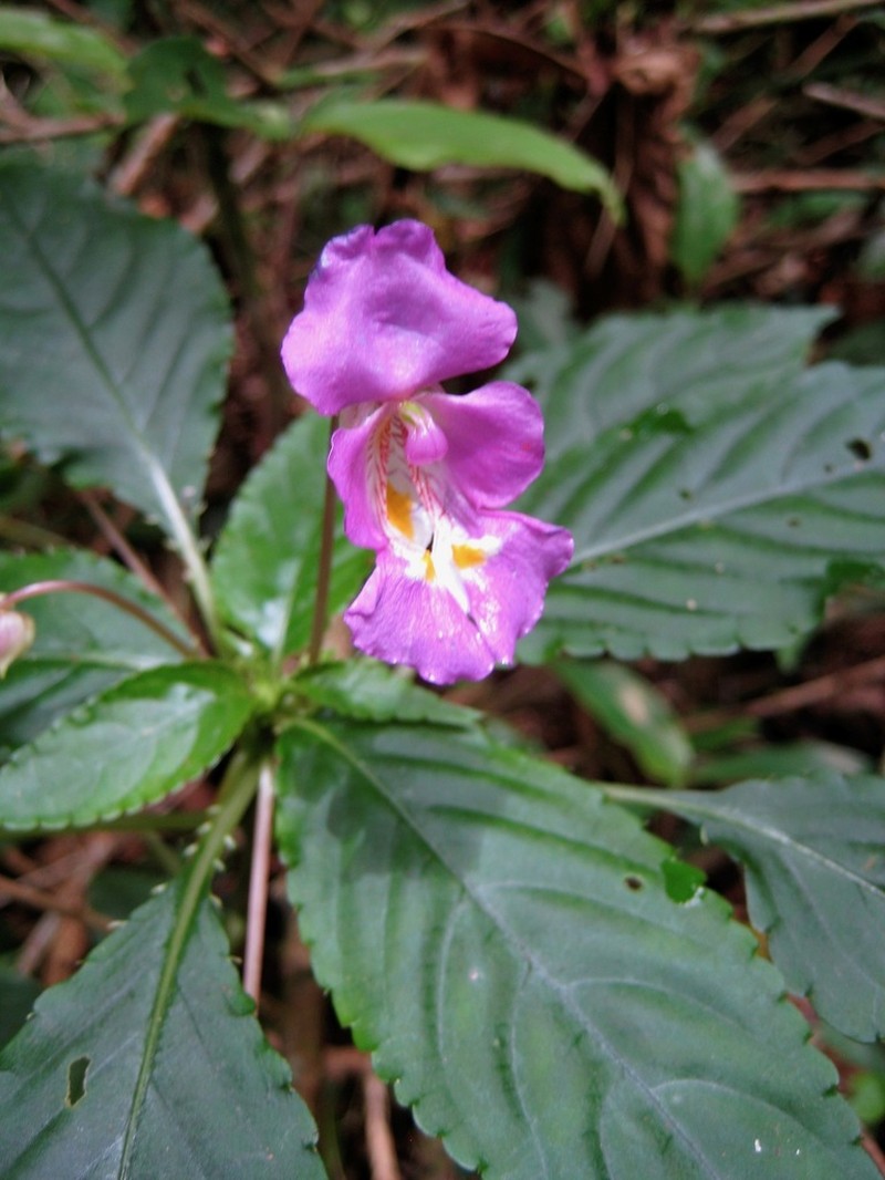 Impatiens bisaccata photo 7