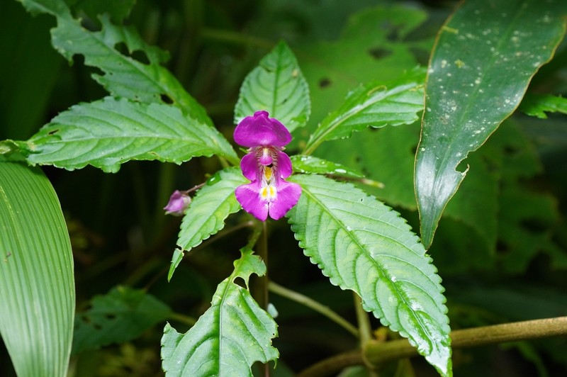 Impatiens bisaccata photo 8