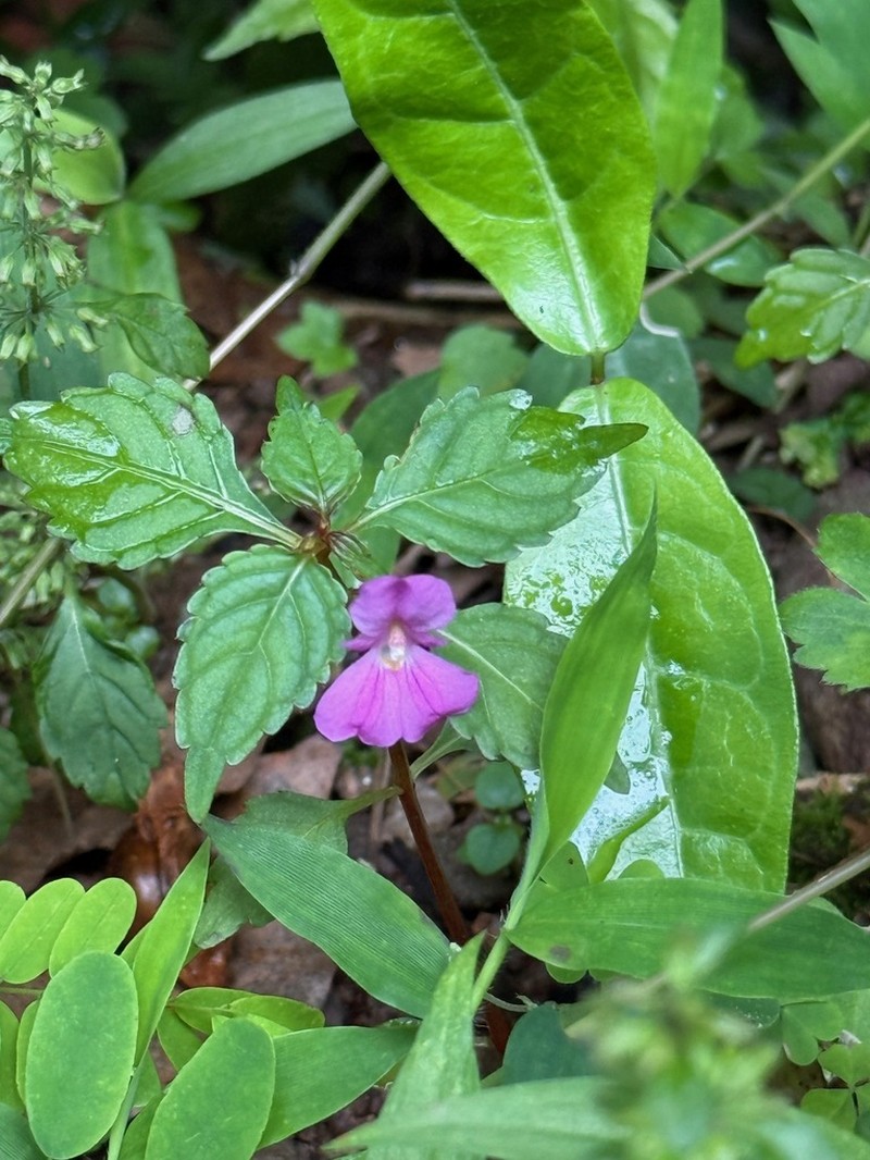 Impatiens blepharosepala