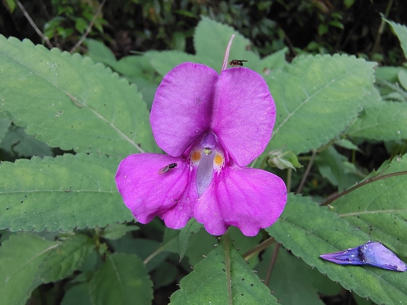 Impatiens blepharosepala photo 2