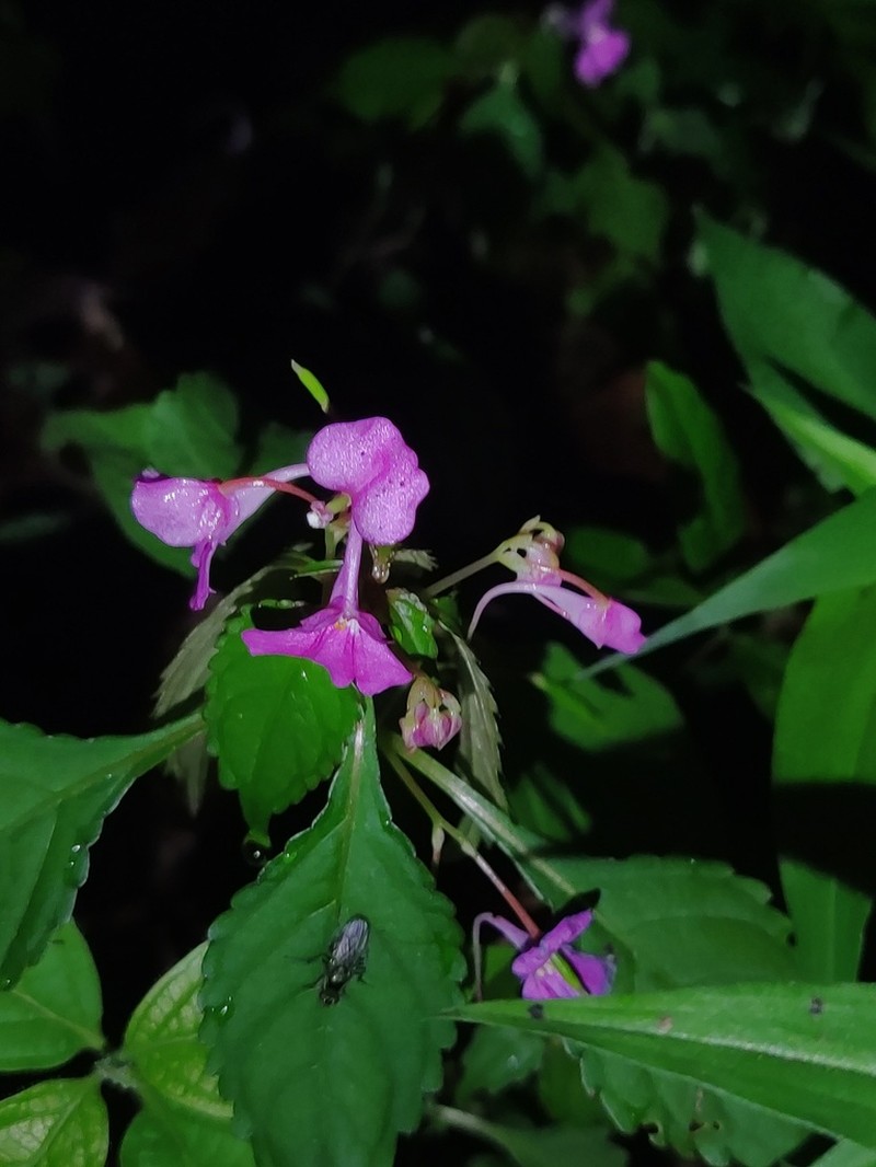 Impatiens blepharosepala photo 3
