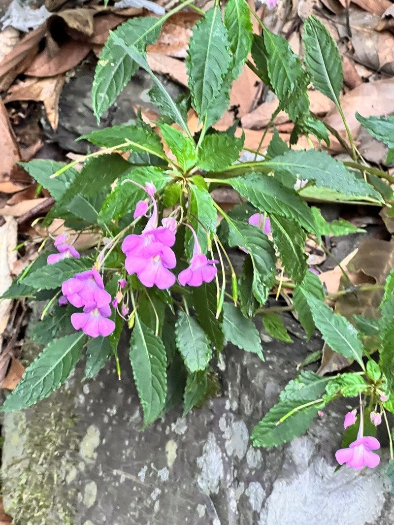 Impatiens blepharosepala photo 4