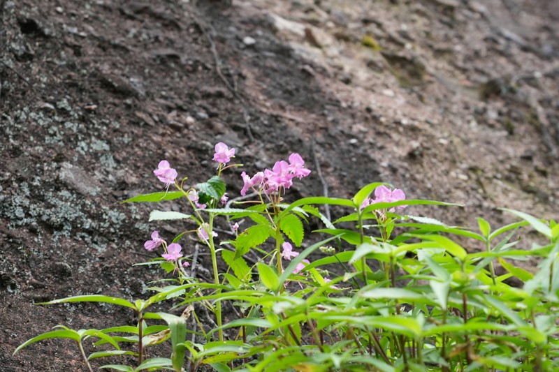 Impatiens blepharosepala photo 5