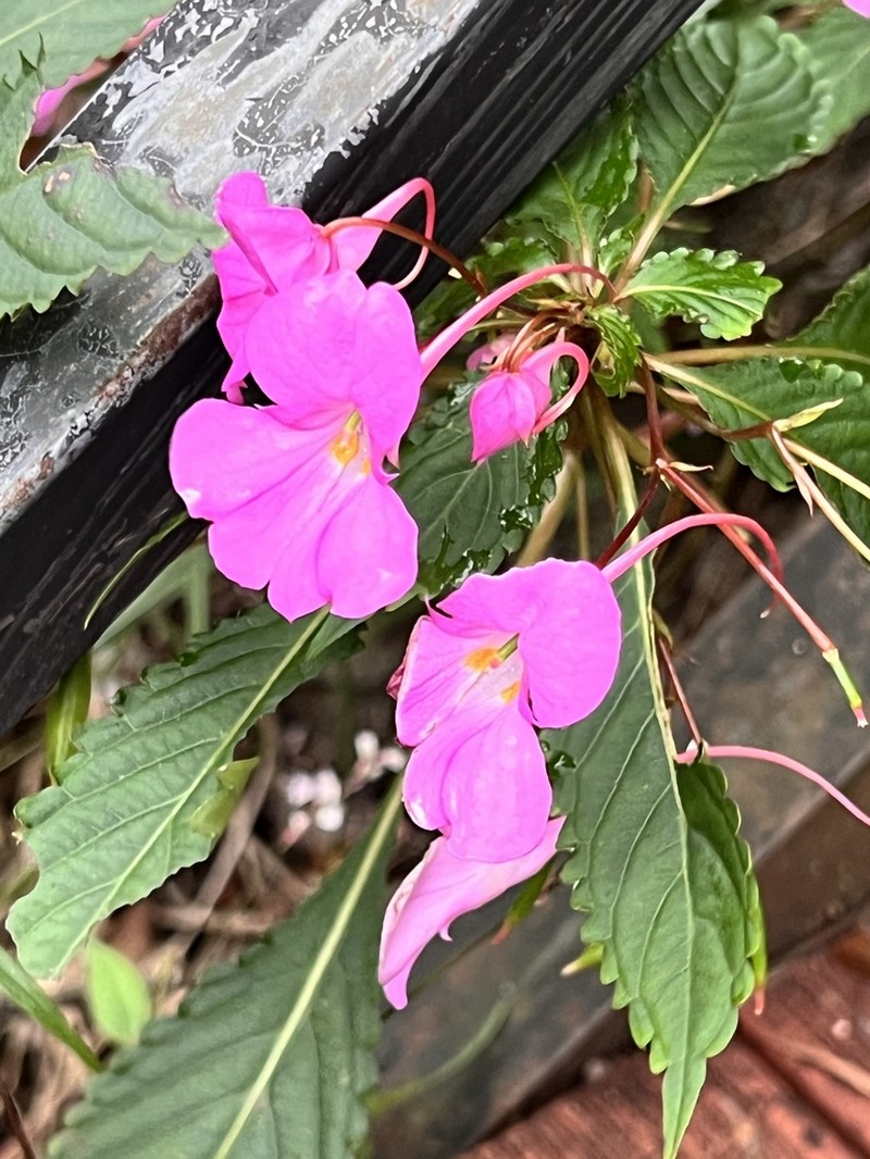 Impatiens blepharosepala photo 6