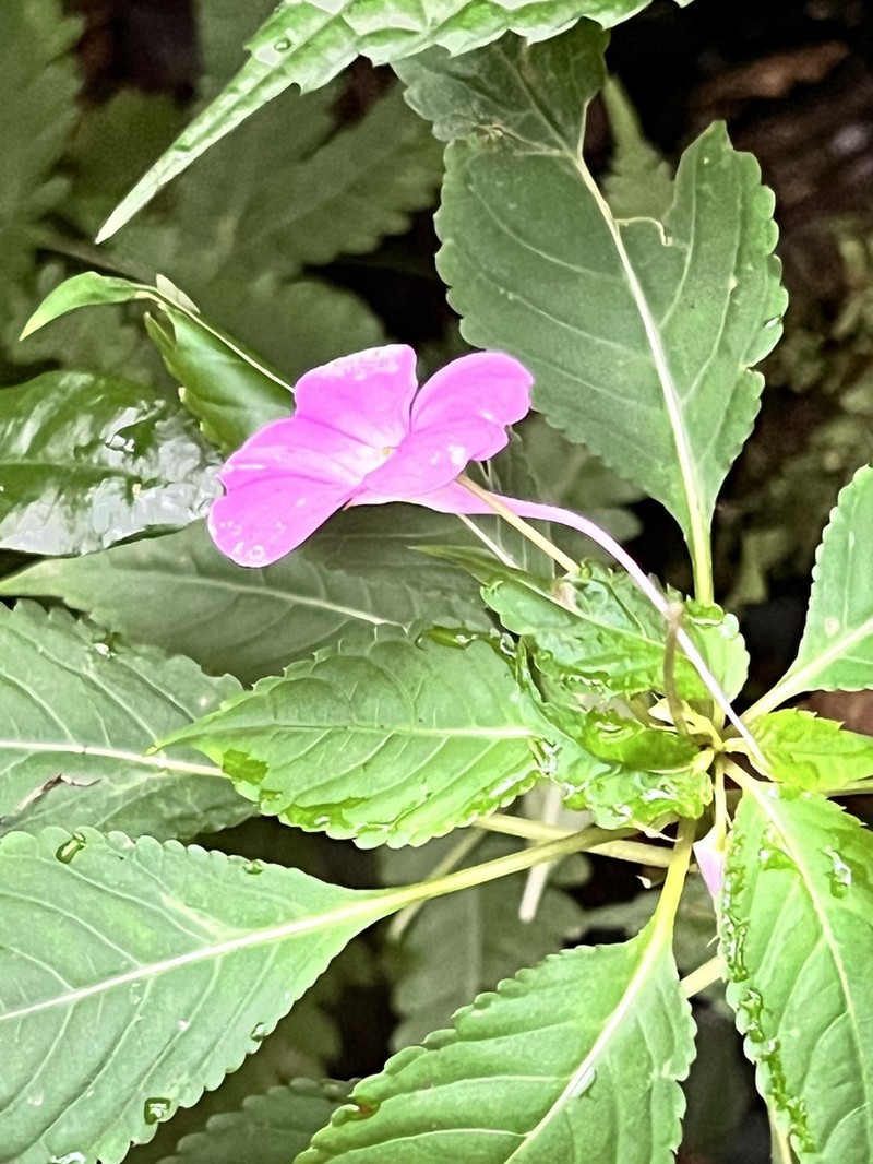 Impatiens blepharosepala photo 7