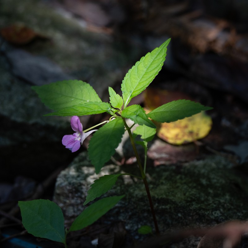 Impatiens blepharosepala photo 8