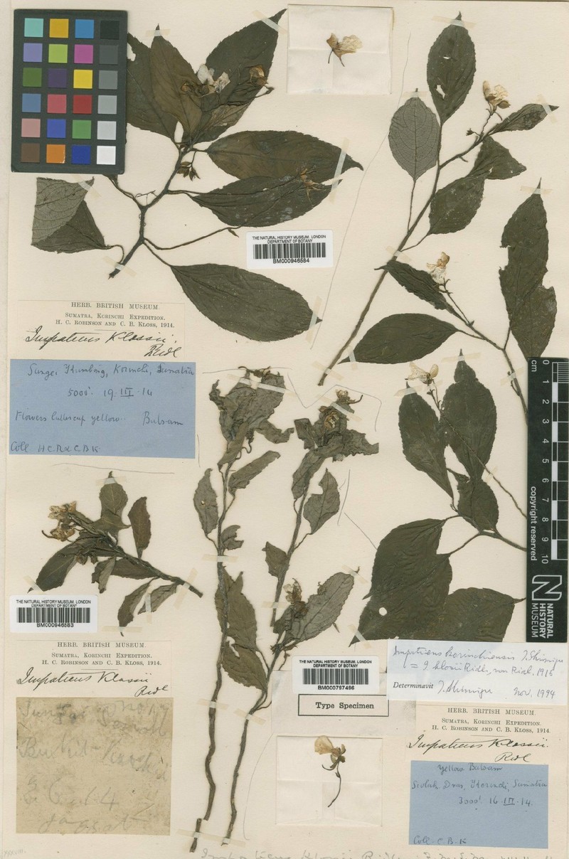 Impatiens bodenii