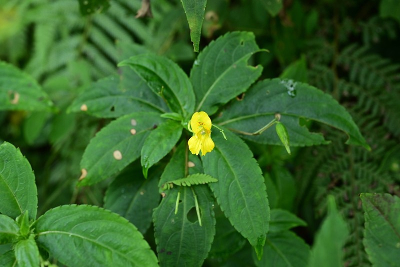 Impatiens bodinieri