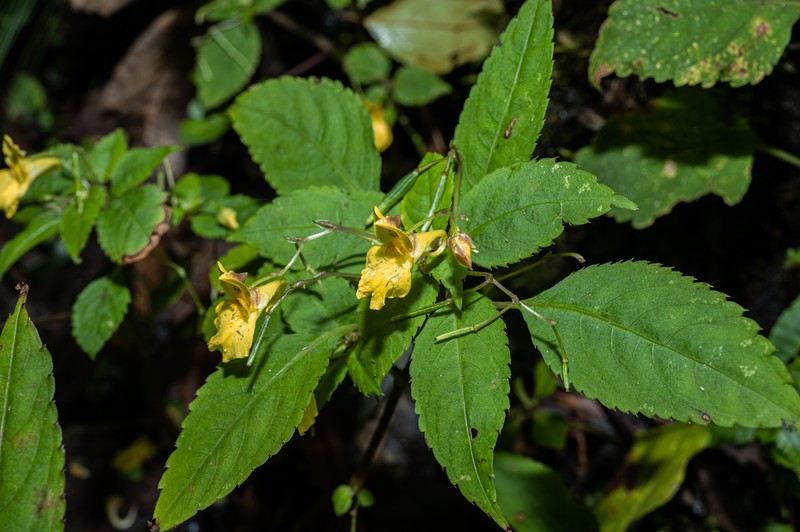 Impatiens bodinieri photo 2