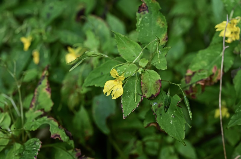 Impatiens bodinieri photo 3