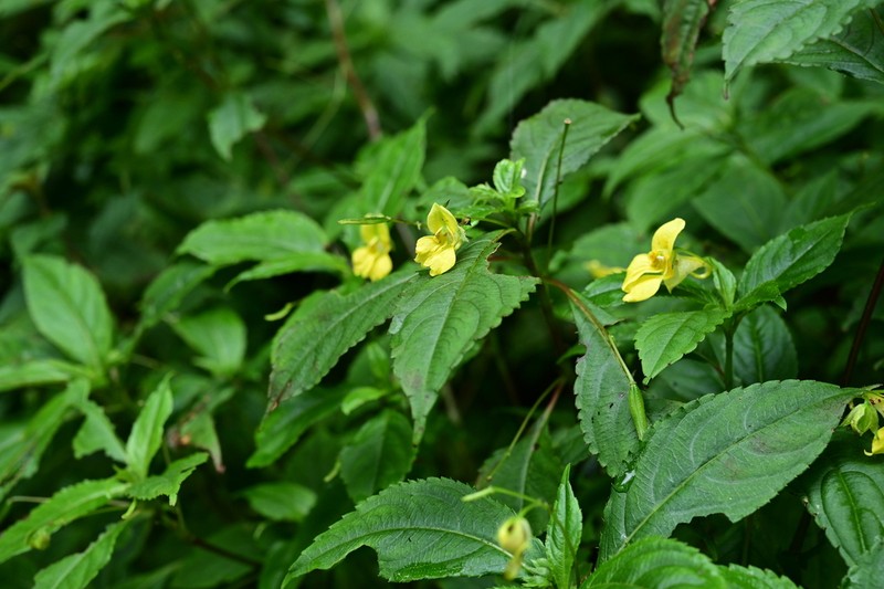 Impatiens bodinieri photo 4