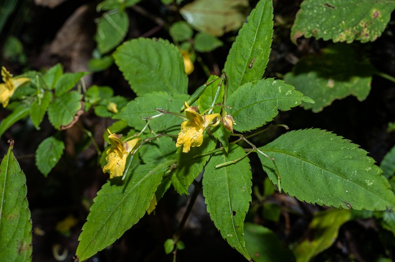 Impatiens bodinieri photo 5