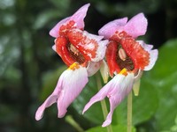 Impatiens bonii
