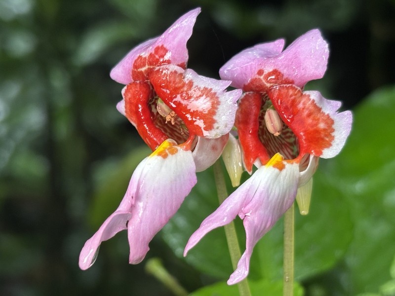 Impatiens bonii
