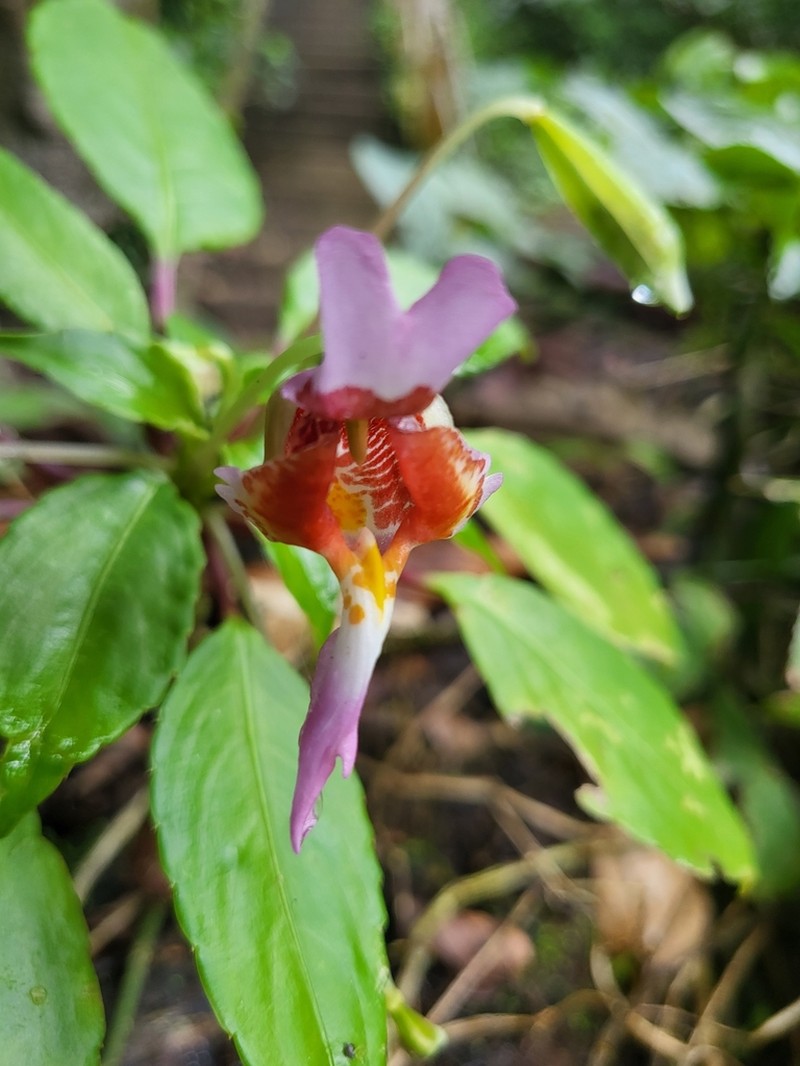 Impatiens bonii photo 2